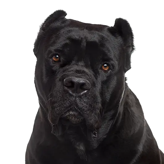 Głowa czarnego Cane Corso o mądrym spojrzeniu, portret psa z wyciętym tłem