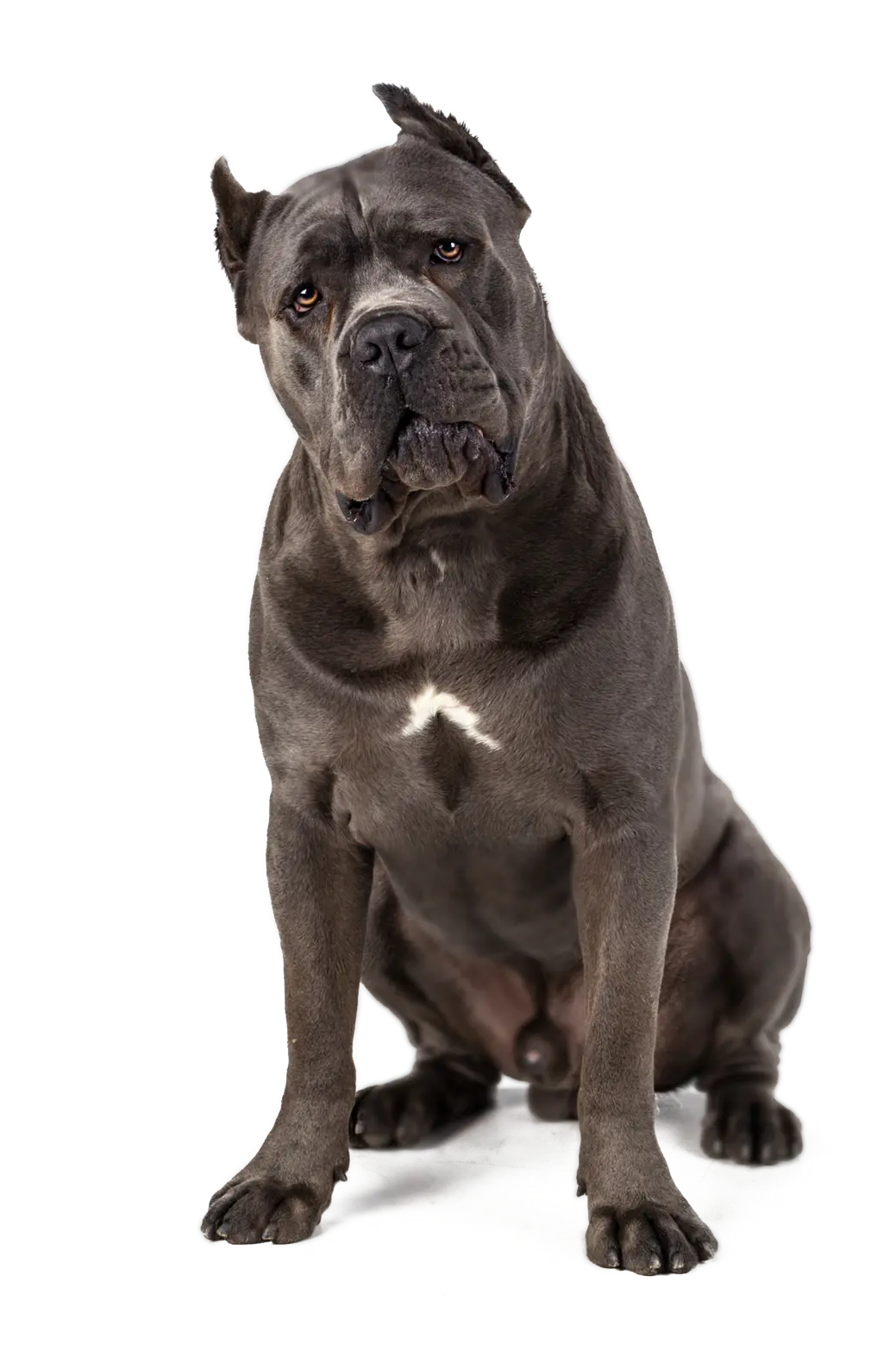 pies rasy cane corso