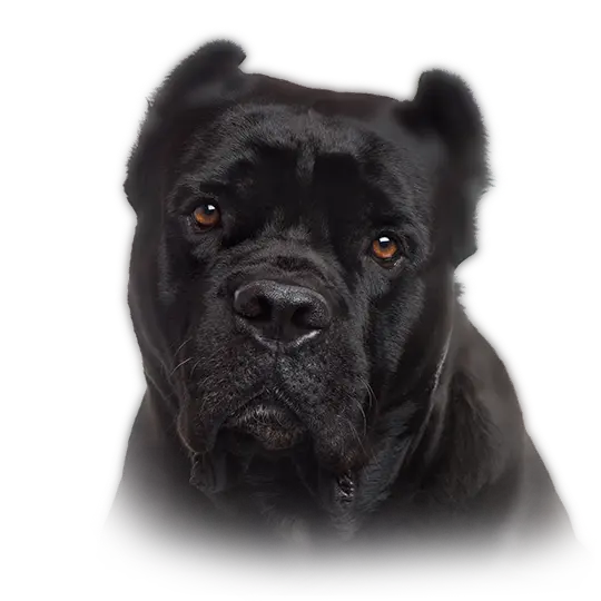 głowa psa rasy cane corso